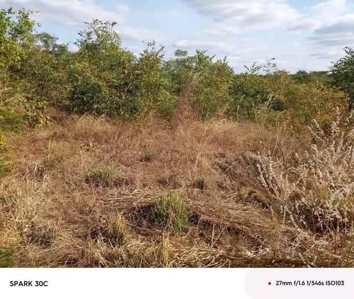 Farm for sale in chongwe Quick sale Farm for sale in chongwe 75,000 negotiable Location